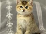 Scottish Straight Boy - Scottish Straight Kitten For Sale - Orlando&comma; FL&comma; US
