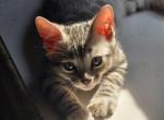 Baby Boy Light Silver - Bengal Kitten For Sale - Putnam&comma; CT&comma; US