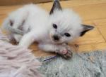 Balinese Girl Purple collar - Balinese Kitten For Sale - Wayland&comma; MA&comma; US
