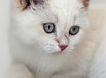 Lansle - British Shorthair Kitten For Sale - 