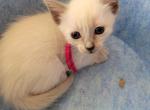 Balinese Girl Fuchsia collar - Balinese Kitten For Sale - Wayland&comma; MA&comma; US