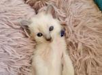 Balinese Boy Blue collar - Balinese Kitten For Sale - 