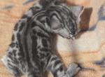 Baby Boy Dark Silver - Bengal Kitten For Sale - Putnam&comma; CT&comma; US