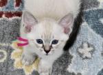 Lynx Seal point girl - Siamese Kitten For Sale - 