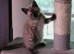 Snow Bengals - Bengal Kitten For Sale - Jefferson&comma; TX&comma; US