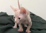 Supers - Sphynx Kitten For Sale - 