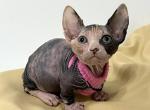 Super - Sphynx Kitten For Sale - Mesa&comma; AZ&comma; US