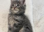 Max - Maine Coon Kitten For Sale - Denver&comma; CO&comma; US