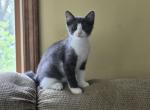 Aroura - Domestic Kitten For Sale - Ellington&comma; CT&comma; US