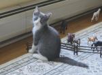 Bea - Domestic Kitten For Sale - 