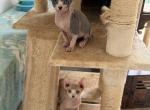 Sphynx kittens - Sphynx Kitten For Sale - Inman&comma; SC&comma; US