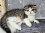 Cupcake - Munchkin Kitten For Sale - Sacramento&comma; CA&comma; US