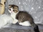Cupcake Princess - Munchkin Kitten For Sale - Sacramento&comma; CA&comma; US