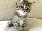 Simba - Scottish Straight Kitten For Sale - Rocklin&comma; CA&comma; US