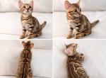Romeo - Bengal Kitten For Sale - Wellesley&comma; MA&comma; US
