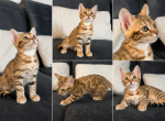 Little princess - Bengal Kitten For Sale - Wellesley&comma; MA&comma; US