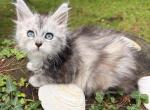 Amara - Maine Coon Kitten For Sale - Bourne&comma; MA&comma; US