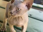 Flemming - Sphynx Kitten For Sale - Saint Petersburg&comma; FL&comma; US