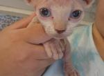 Nala - Sphynx Kitten For Sale - NY&comma; US