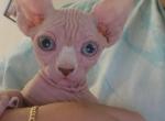Bonnie - Sphynx Kitten For Sale - NY&comma; US