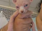 Simba - Sphynx Kitten For Sale - NY&comma; US