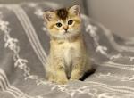 Scottish Straight Boy - Scottish Straight Kitten For Sale - Orlando&comma; FL&comma; US