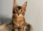 Fanta - Maine Coon Kitten For Sale - Wilmington&comma; DE&comma; US