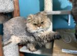 Loki - Persian Cat For Sale - San Antonio&comma; TX&comma; US