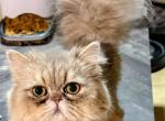 Luigi - Persian Kitten For Sale - San Antonio&comma; TX&comma; US