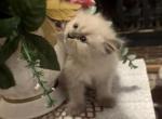 Cookie - Domestic Kitten For Sale - Annandale&comma; VA&comma; US