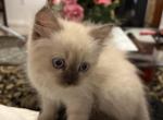 Cocoa - Himalayan Kitten For Sale - Annandale&comma; VA&comma; US