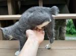 Real bobtail - American Bobtail Kitten For Sale - Philadelphia&comma; PA&comma; US