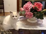 Smore - Ragdoll Kitten For Sale - Annandale&comma; VA&comma; US