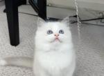 Blue - Ragdoll Kitten For Sale - 