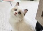 Seal - Ragdoll Kitten For Sale - 
