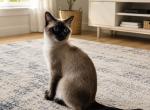 LUCY - Colorpoint Shorthair Cat For Sale - Morristown&comma; NJ&comma; US