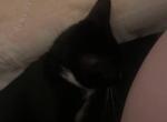 Nugget - Domestic Kitten For Adoption - Grapevine&comma; TX&comma; US