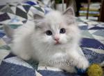 Edgar - Ragdoll Kitten For Sale - Tuscaloosa&comma; AL&comma; US