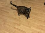 Rory - Domestic Cat For Adoption - Huntington&comma; WV&comma; US
