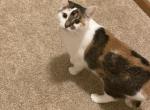 Kira - Domestic Cat For Adoption - Huntington&comma; WV&comma; US