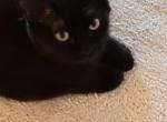 BLACK VELVET - Ragamuffin Kitten For Sale - Brookings&comma; OR&comma; US