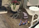 Leo - British Shorthair Kitten For Sale - 