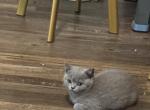 Perla - British Shorthair Kitten For Sale - San Antonio&comma; TX&comma; US