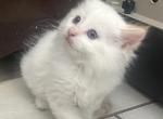 Charmando - Ragdoll Kitten For Sale - West Covina&comma; CA&comma; US