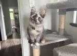 Harmony sliver torbi - Maine Coon Kitten For Sale - St&period; Louis&comma; MO&comma; US