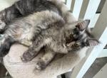 Harley silver torbi - Maine Coon Kitten For Sale - St&period; Louis&comma; MO&comma; US