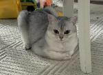 Tom - British Shorthair Cat For Sale - MA&comma; US