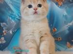 Gucci - Scottish Straight Kitten For Sale - Hollywood&comma; FL&comma; US