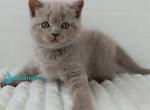 Vanessa - Scottish Straight Kitten For Sale - Hollywood&comma; FL&comma; US