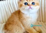 Oskar - Scottish Straight Kitten For Sale - Hollywood&comma; FL&comma; US